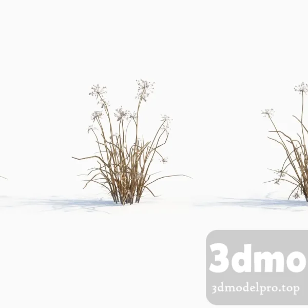 V43 Allium canadense 01