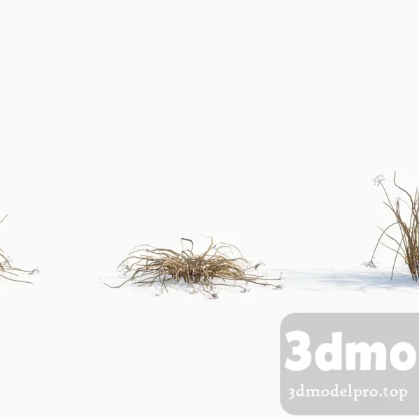 V43 Allium canadense 01