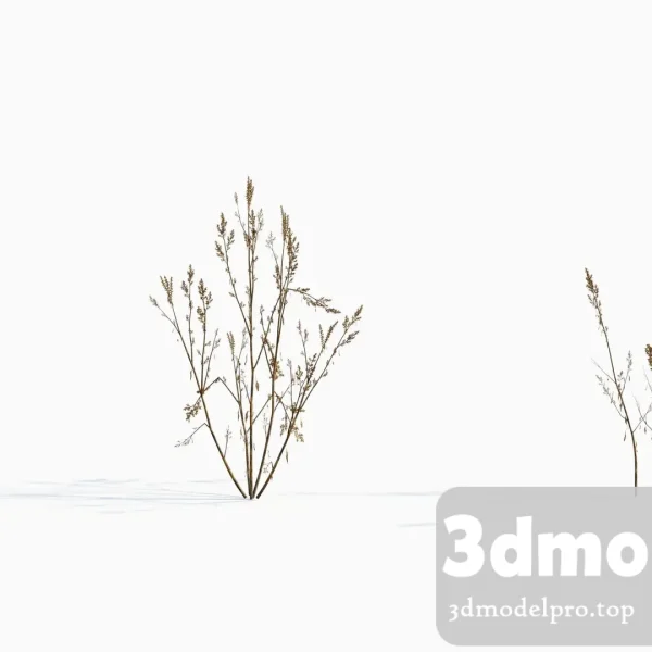 3dsmax tree V43 Amaranthus cruentus 04