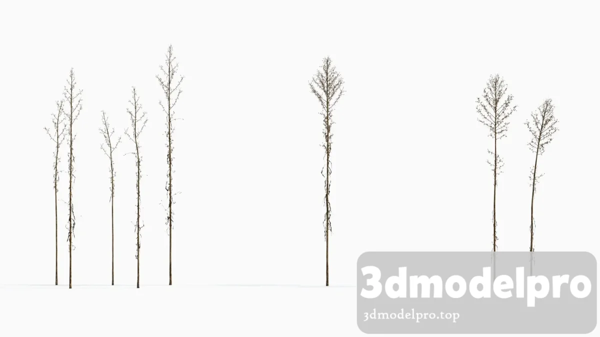 3dsmax tree V43 Aster subulatus 04