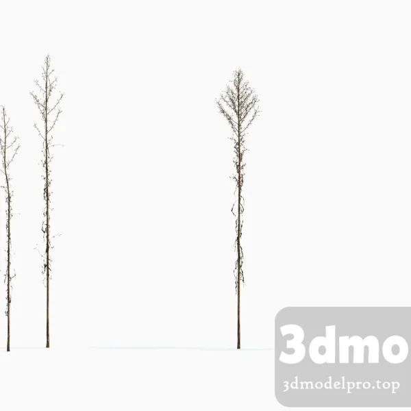 3dsmax tree V43 Aster subulatus 04