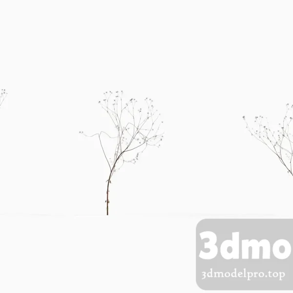 3dsmax tree V43 Bidens parviflora 01