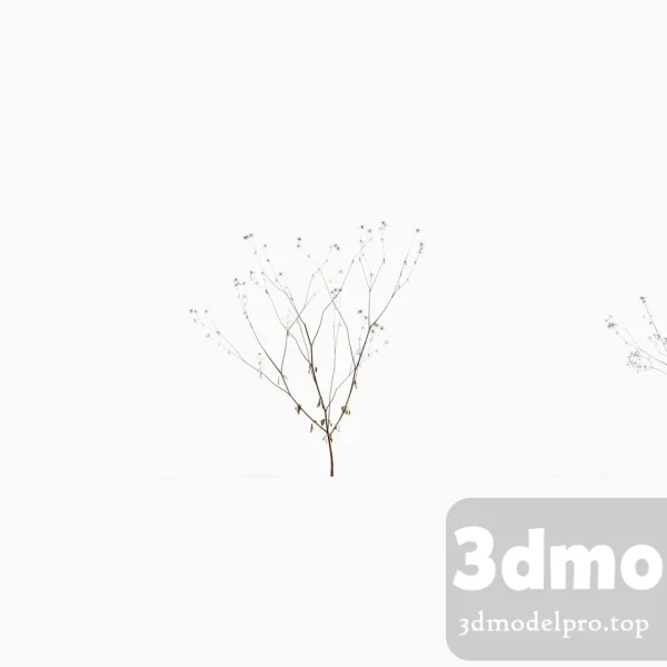 3dsmax tree V43 Bidens parviflora 04
