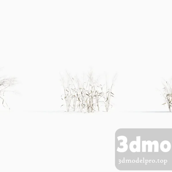 3dsmax tree V43 Capillipedium assimile 01