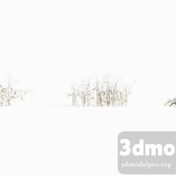 3dsmax tree V43 Capillipedium assimile 04