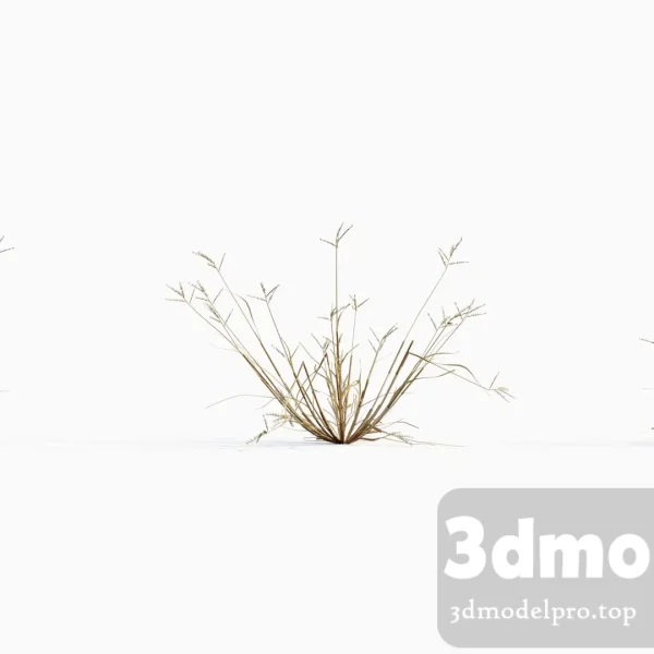 3dsmax tree V43 Dactyloctenium aegyptium 01