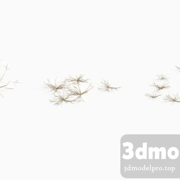 3dsmax tree V43 Dactyloctenium aegyptium 04