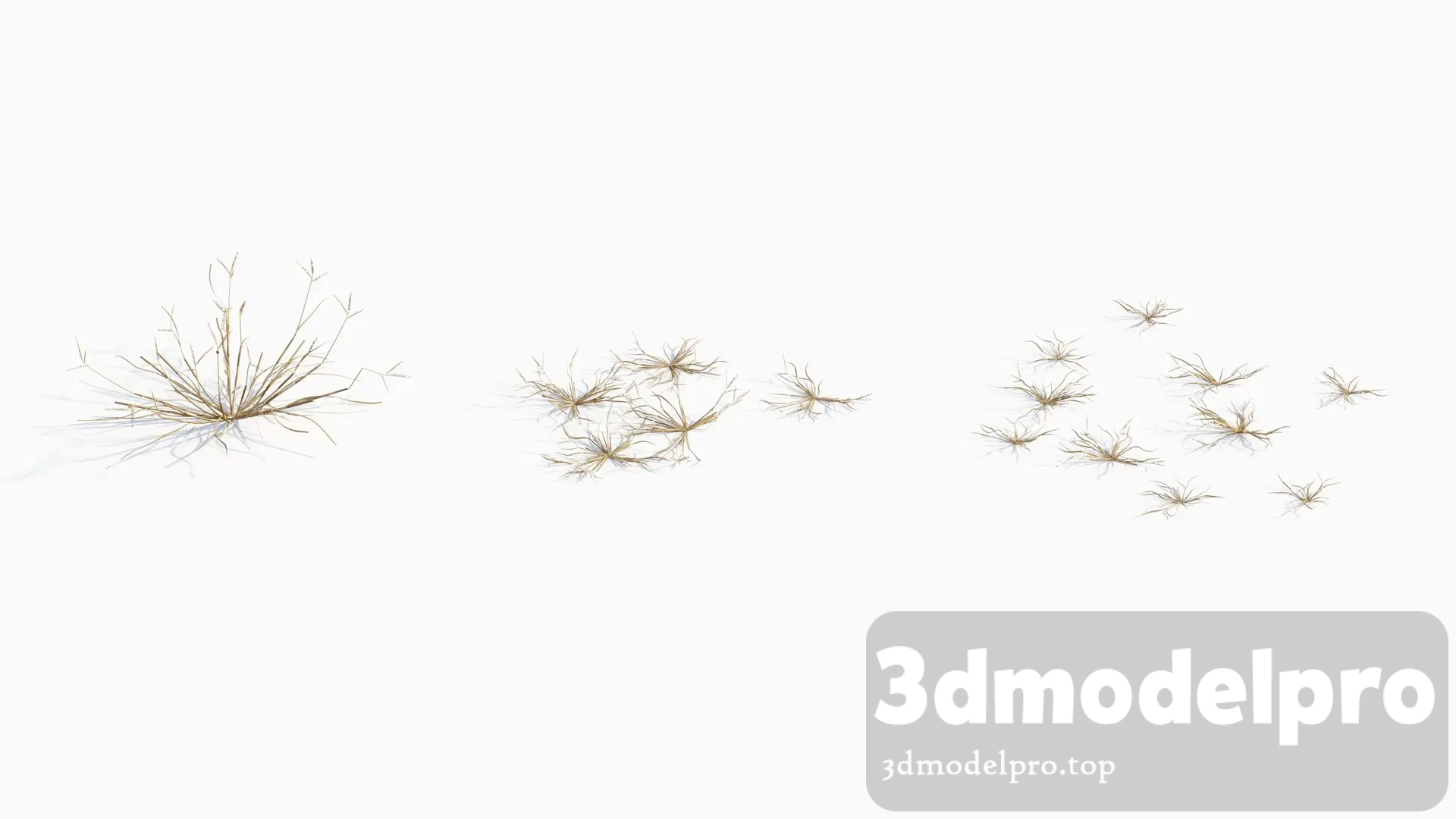 V_V43 Dactyloctenium aegyptium 01 04------06 3dsmax tree V43 Dactyloctenium aegyptium 04