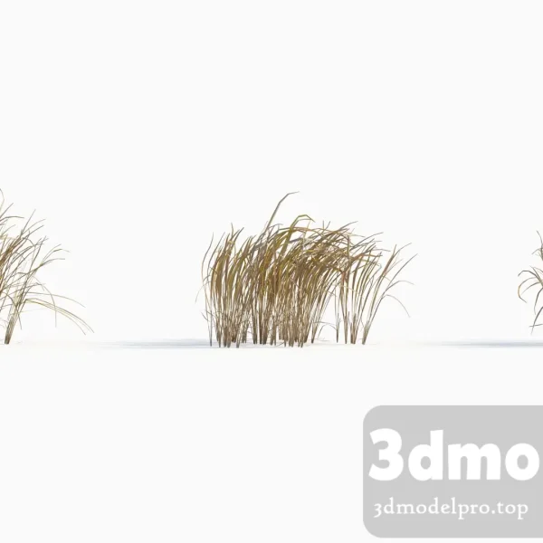 3dsmax tree V43 Imperata cylindrica 01