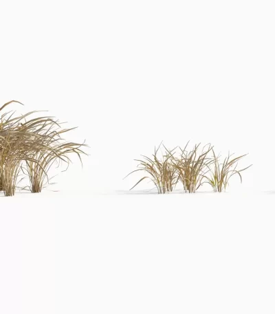 3dsmax tree V43 Imperata cylindrica 04