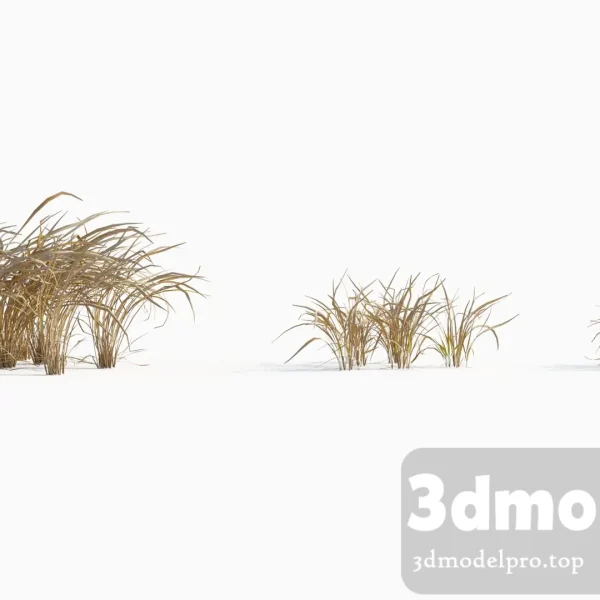 3dsmax tree V43 Imperata cylindrica 04