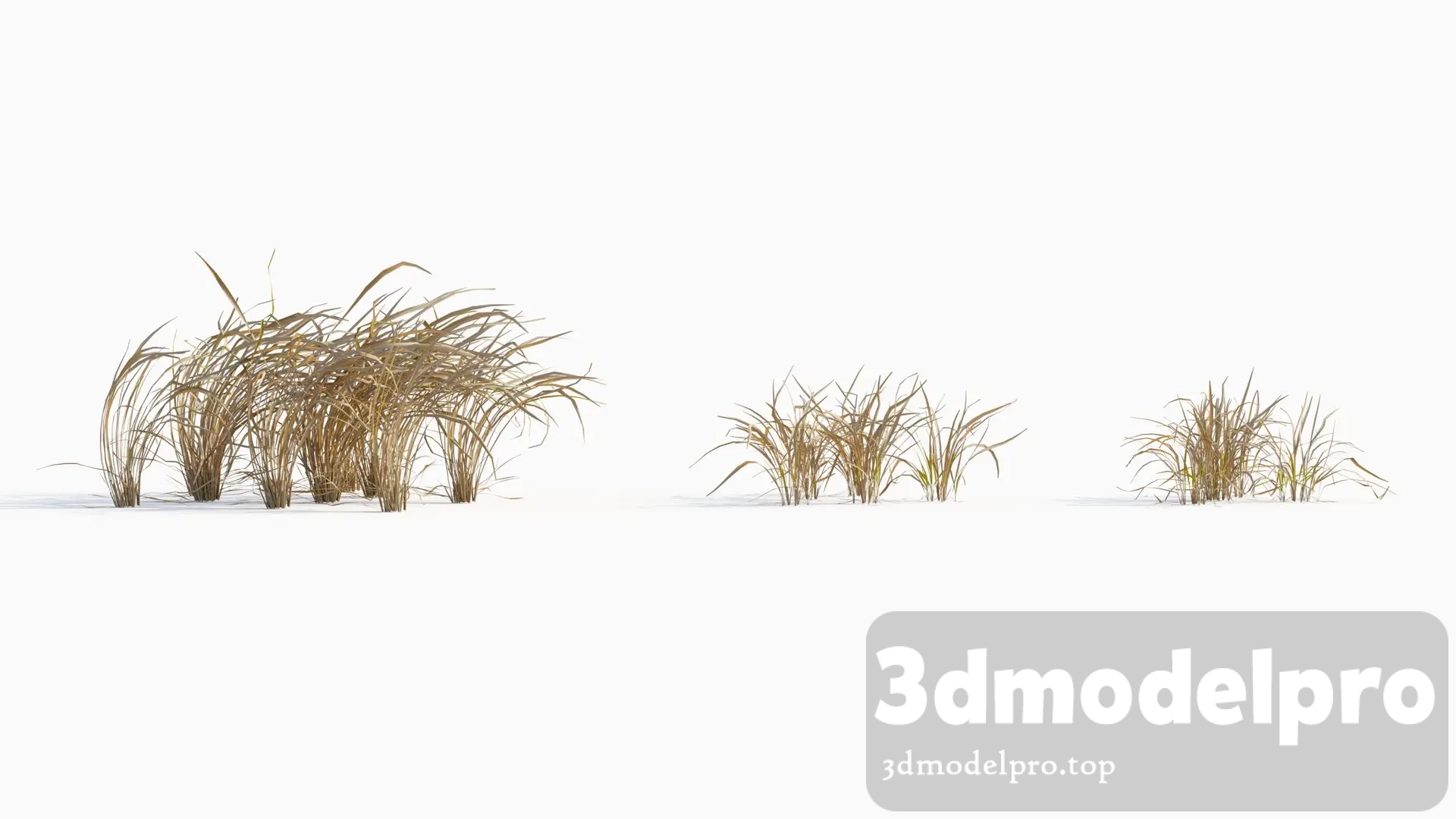 V_V43 Imperata cylindrica 01 04------06 3dsmax tree V43 Imperata cylindrica 04