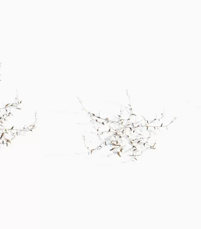 3dsmax tree V43 Oplismenus compositus 01