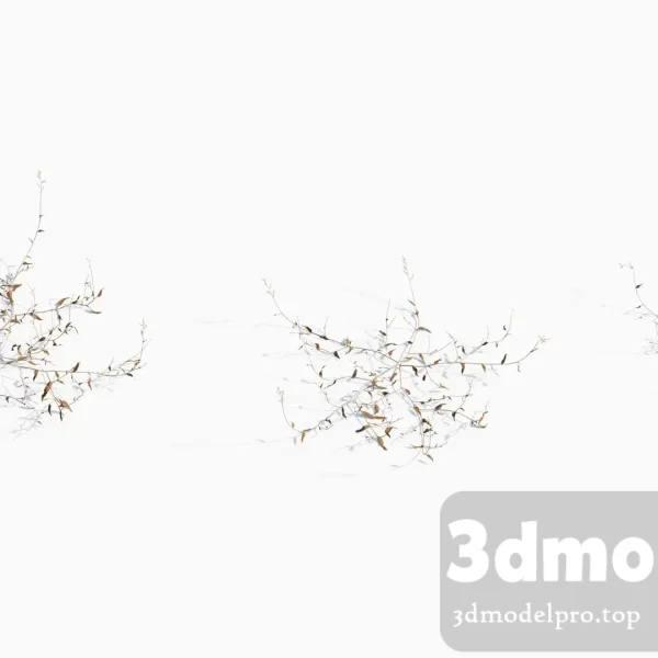3dsmax tree V43 Oplismenus compositus 01