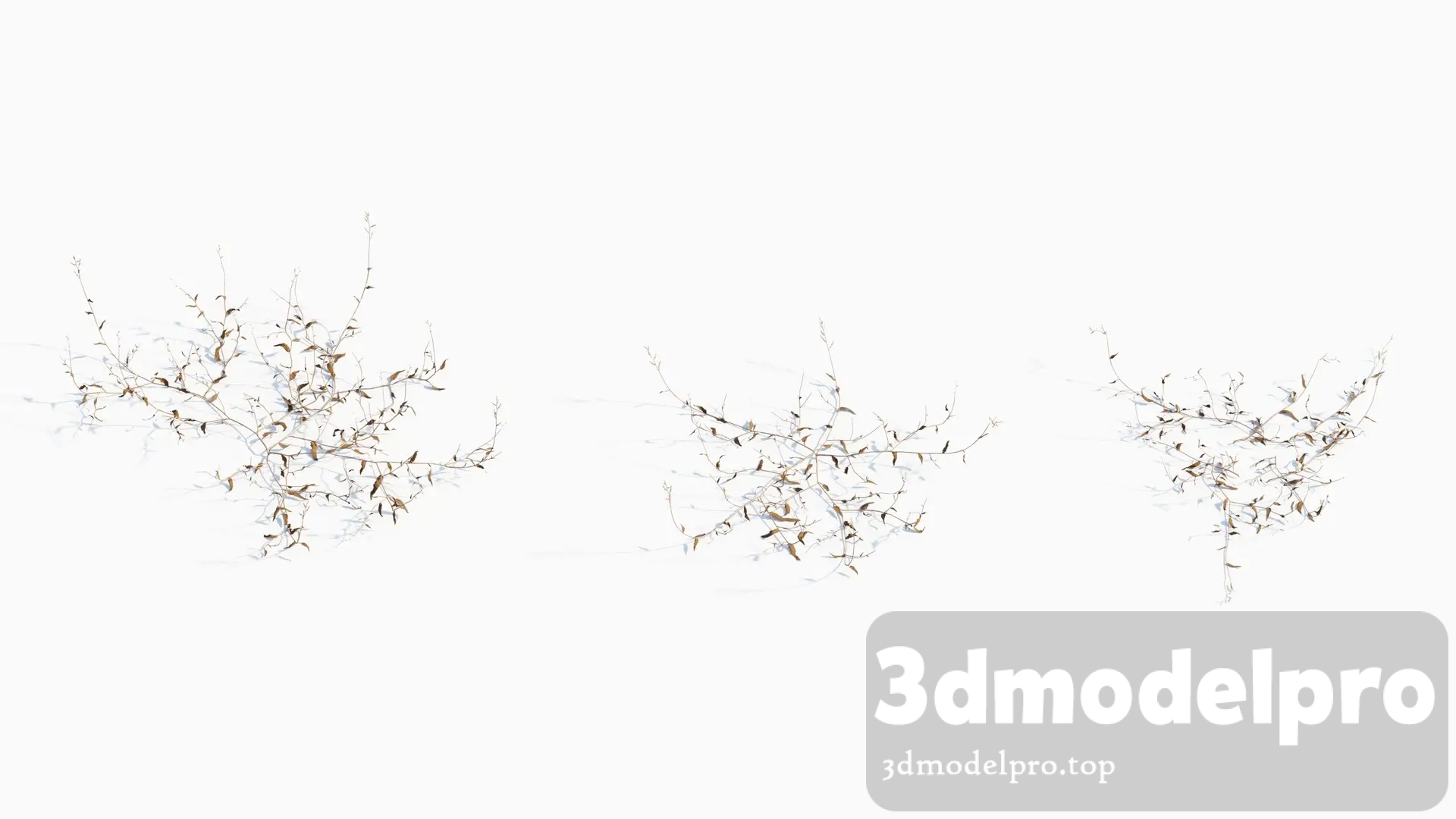 V_V43 Oplismenus compositus 01 01------03 3dsmax tree V43 Oplismenus compositus 01