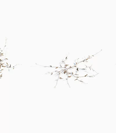 3dsmax tree V43 Oplismenus compositus 04