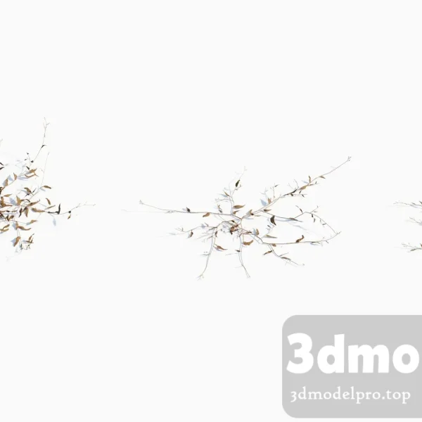 3dsmax tree V43 Oplismenus compositus 04