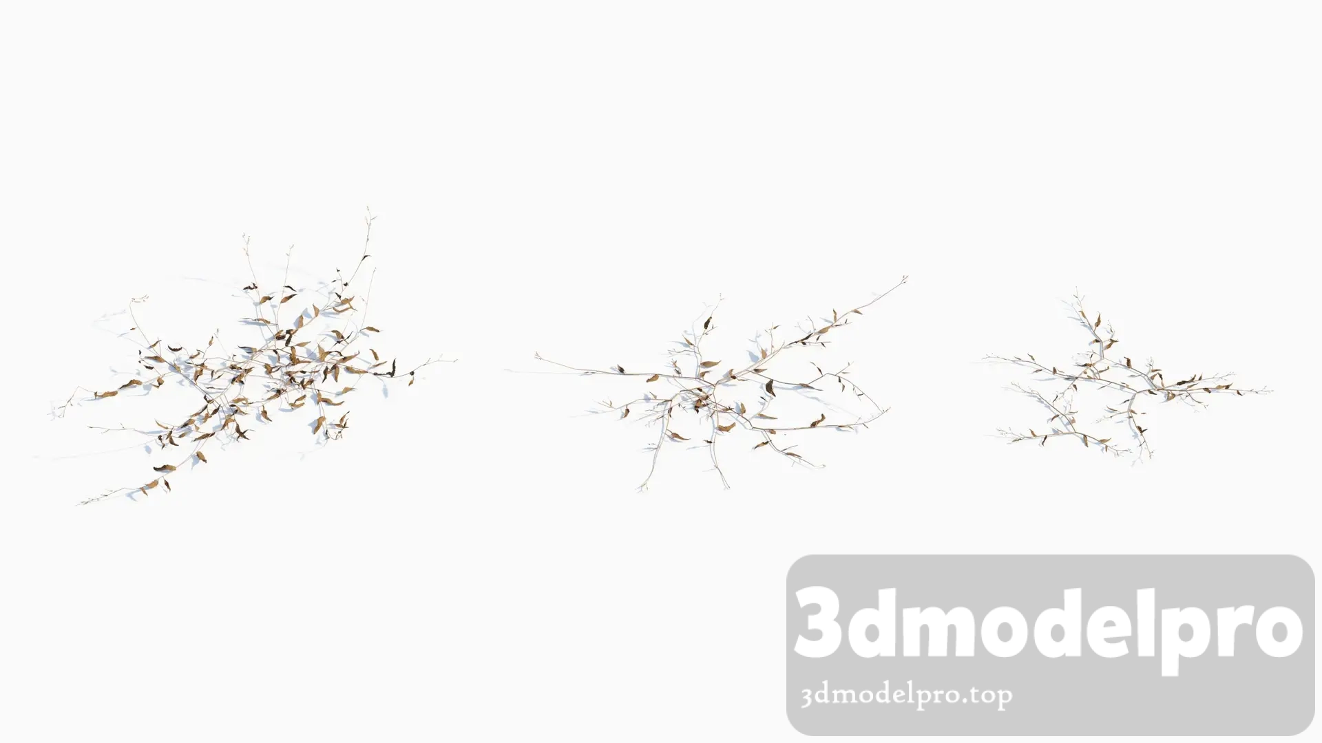 3dsmax tree V43 Oplismenus compositus 04 3dsmax tree V43 Oplismenus compositus 04