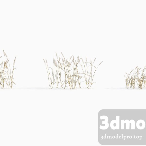 3dsmax tree V43 Setaria viridis 01