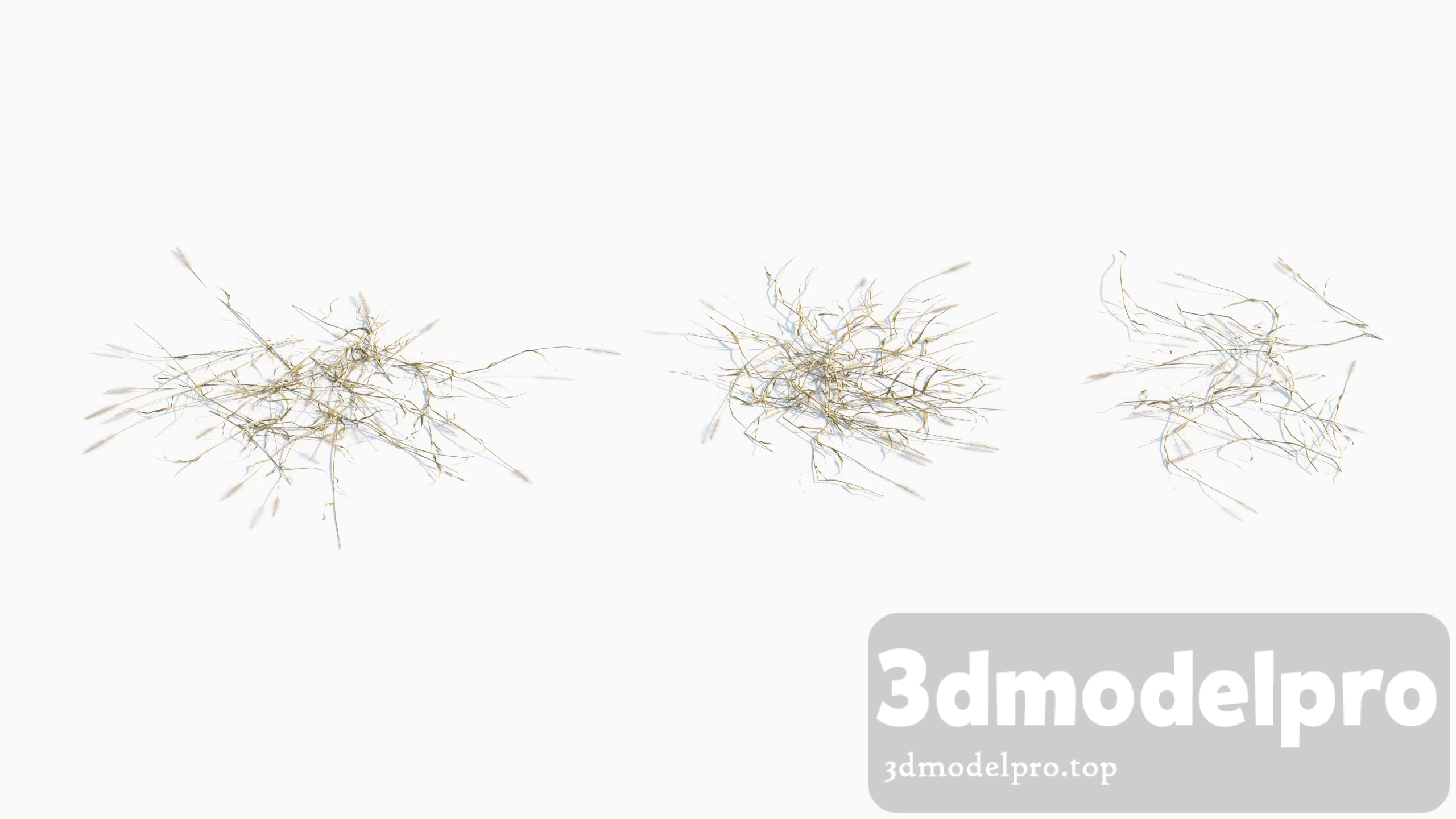 V_V43 Setaria viridis 02 01------03 3dsmax tree V_V43 Setaria viridis 02