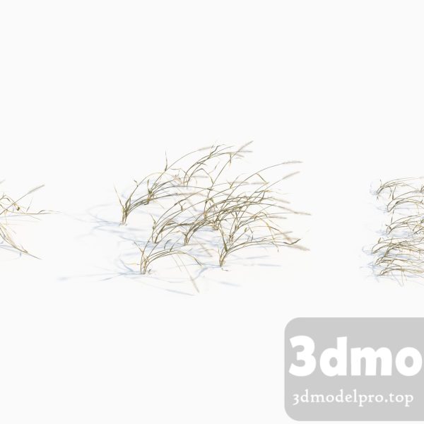 3dsmax tree V43 Setaria viridis 03