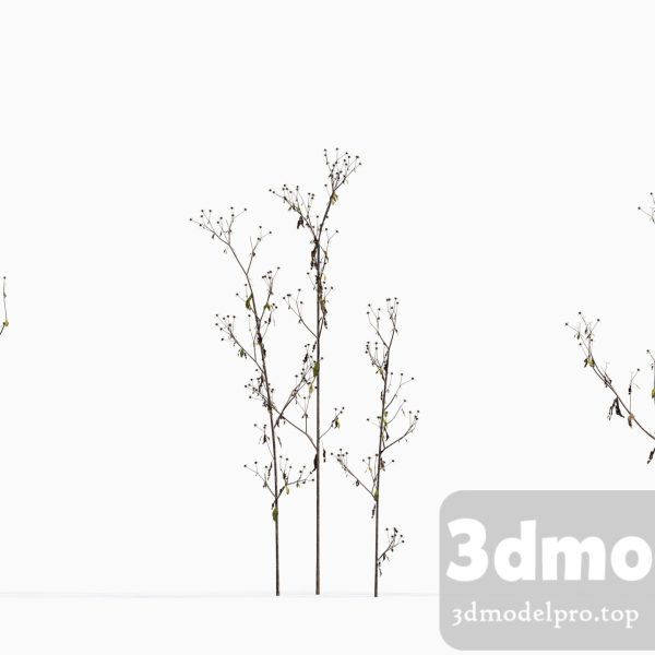 3dsmax tree V43 Sigesbeckia orientalis 01