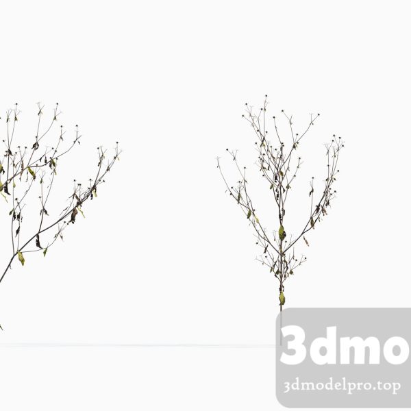 3dsmax tree V43 Sigesbeckia orientalis 02