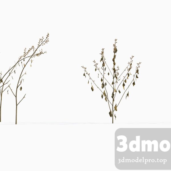 3dsmax tree V43 Xanthium sibiricum 01