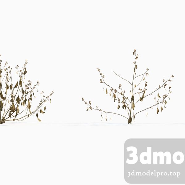 3dsmax tree V43 Xanthium sibiricum 02